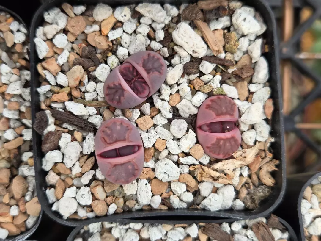 Lithops 'Milk Kiku' 3 plants thumbnail