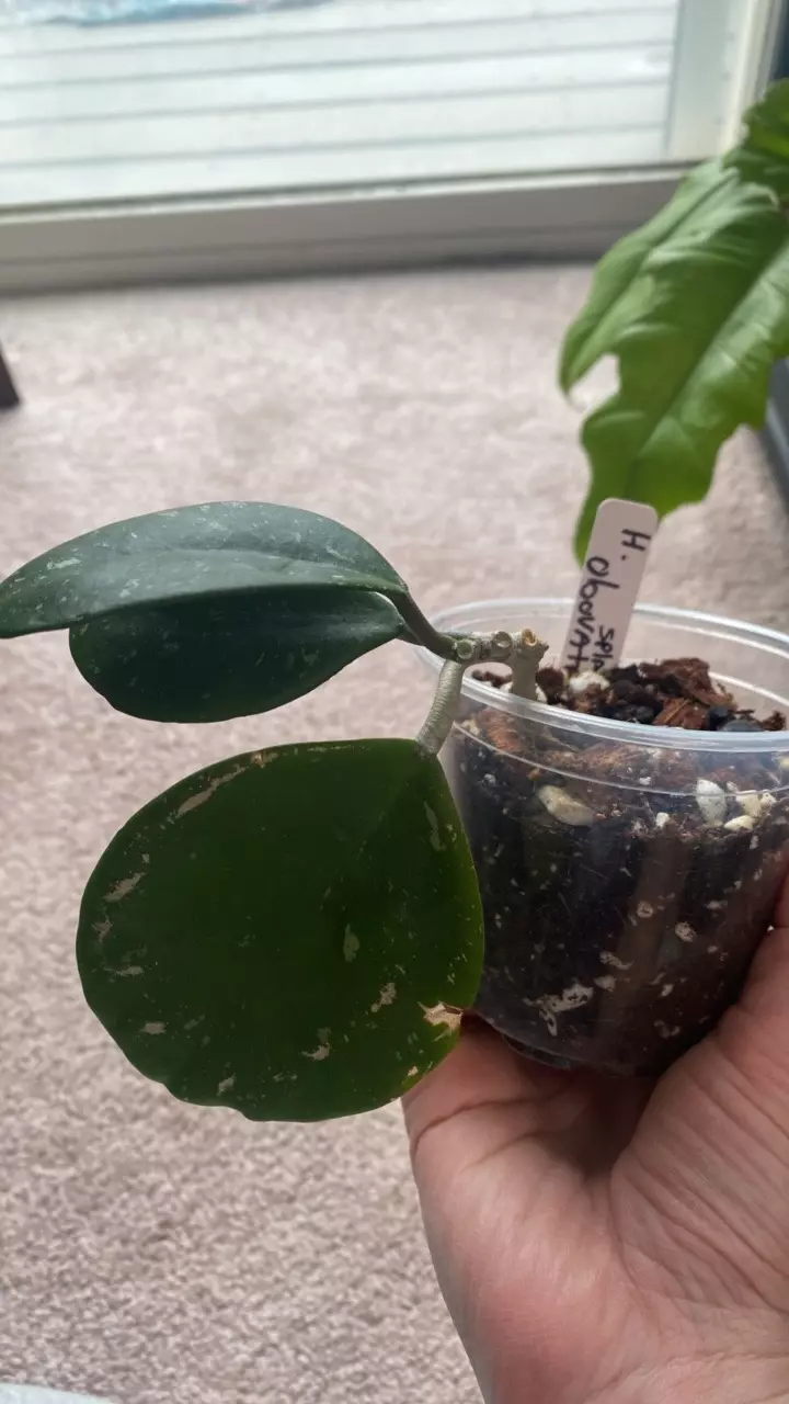 Hoya Obovata splash thumbnail