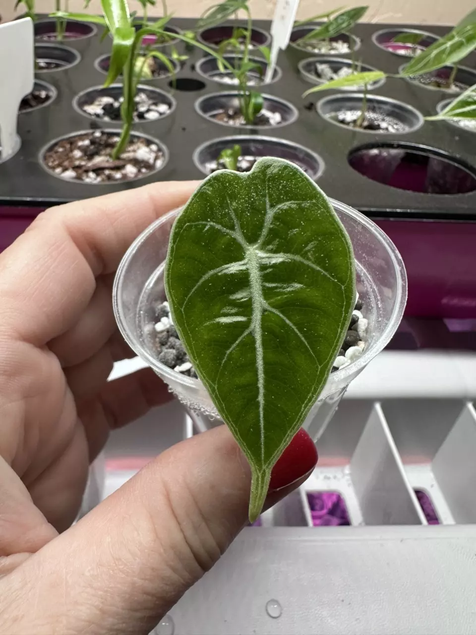 Alocasia Watsoniana thumbnail