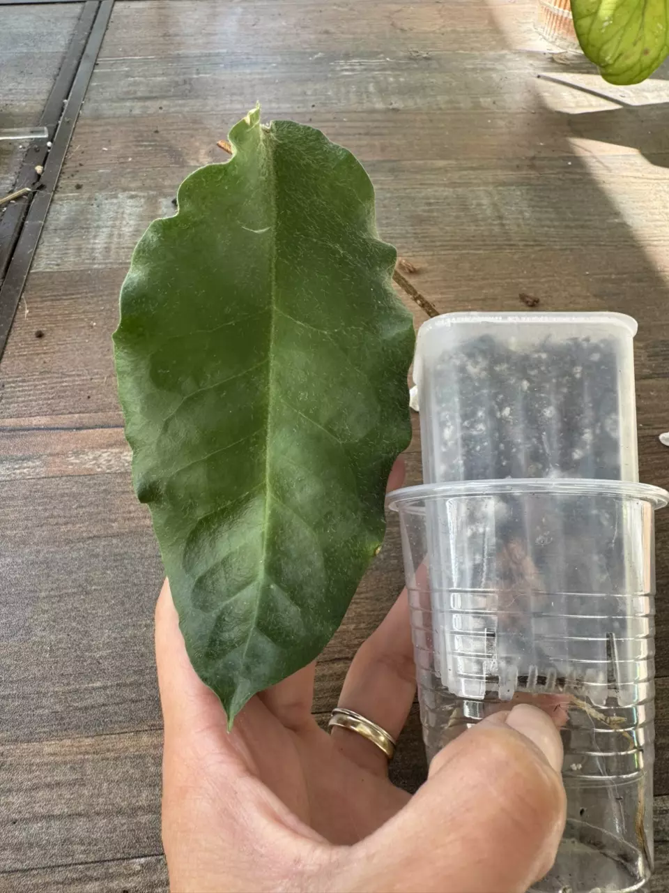 Hoya Versteegii thumbnail