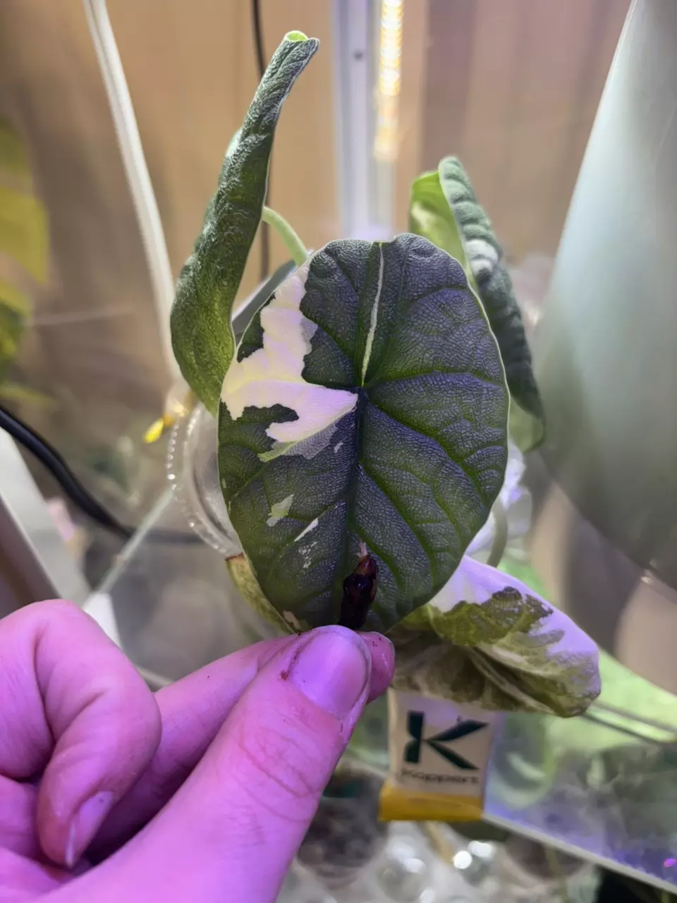 Melo Albo corm thumbnail