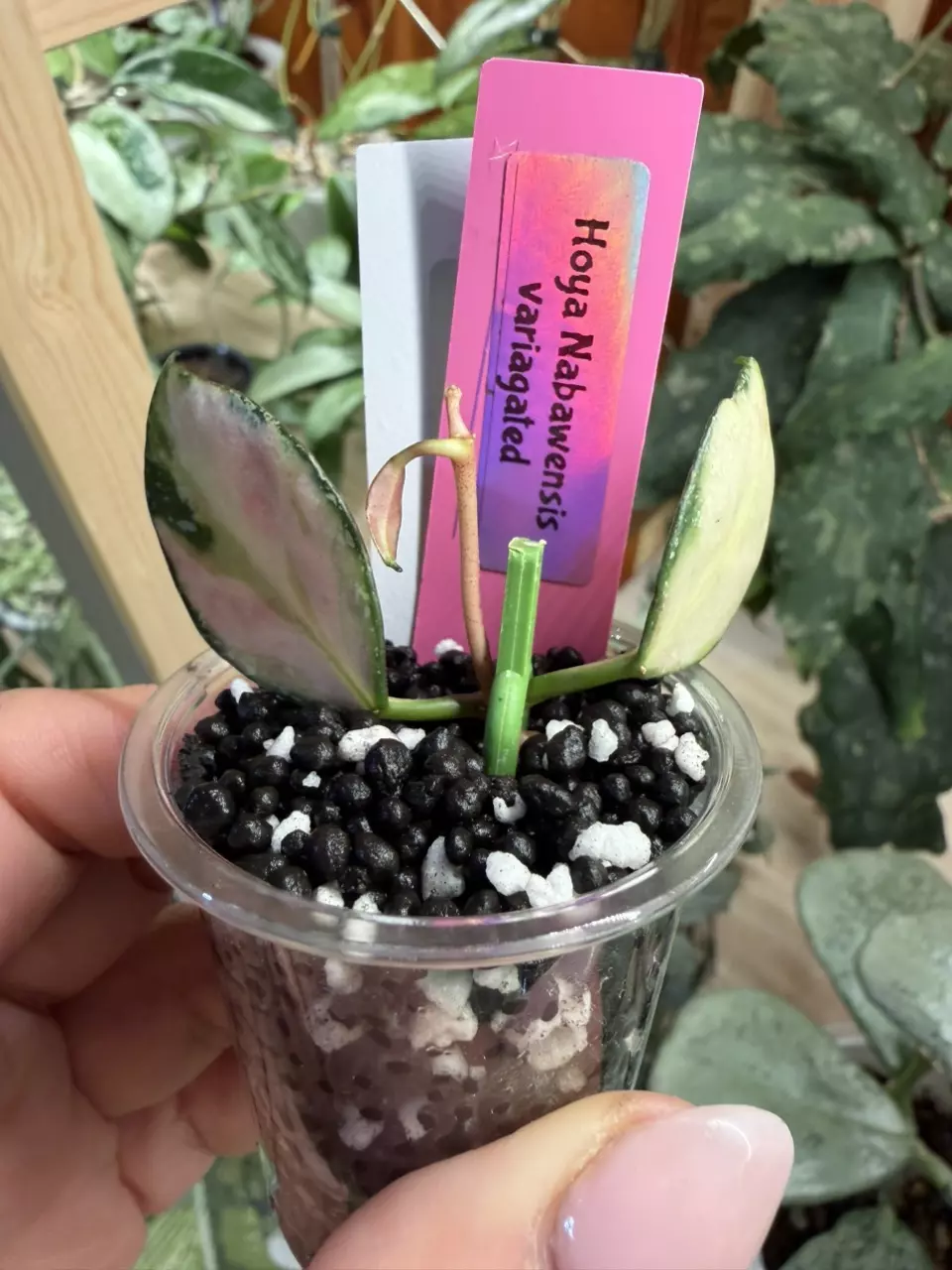 0403 Hoya Nabawensis Variegated top cut thumbnail
