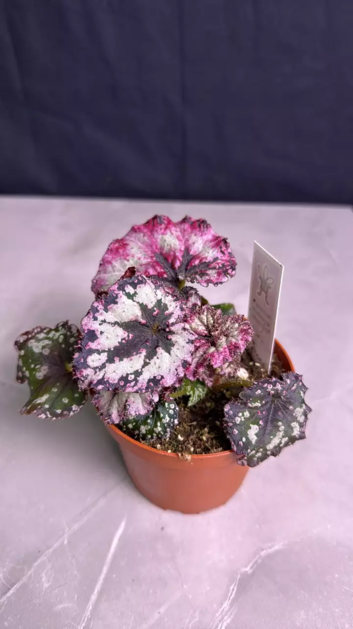 B661 Begonia Harmonys Strawberry Shortcake thumbnail