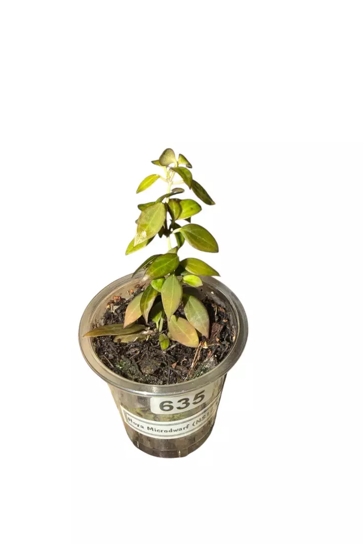 Sunstressing Hoya Microdwarf (NS12-323) #635 thumbnail