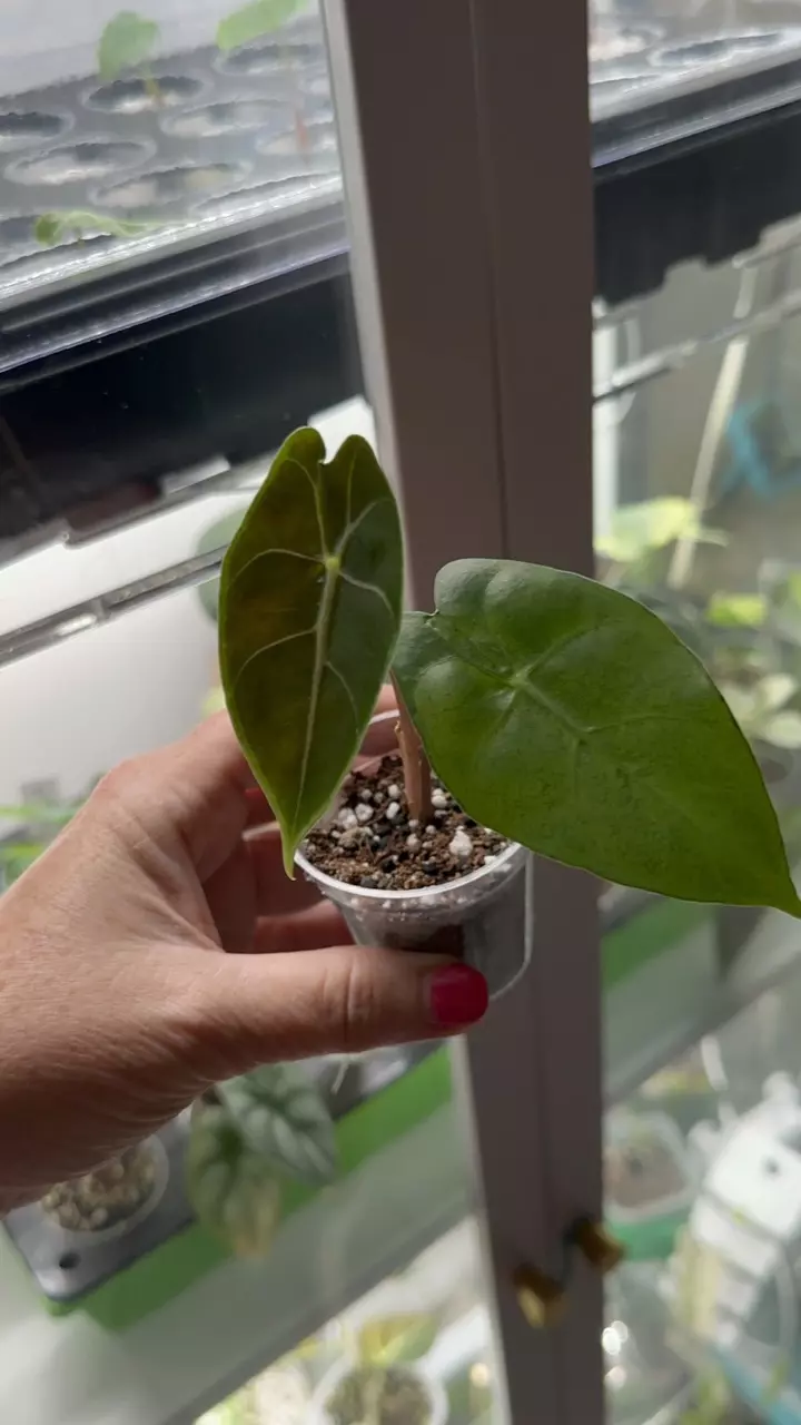 Alocasia Suhirmaniana Purple Vein thumbnail