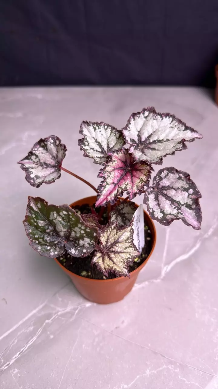 B662 Begonia Robert Golden thumbnail