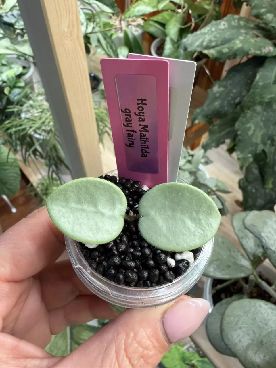 0357 Hoya Mathilda Gray Fairy 🧚‍♂️ thumbnail