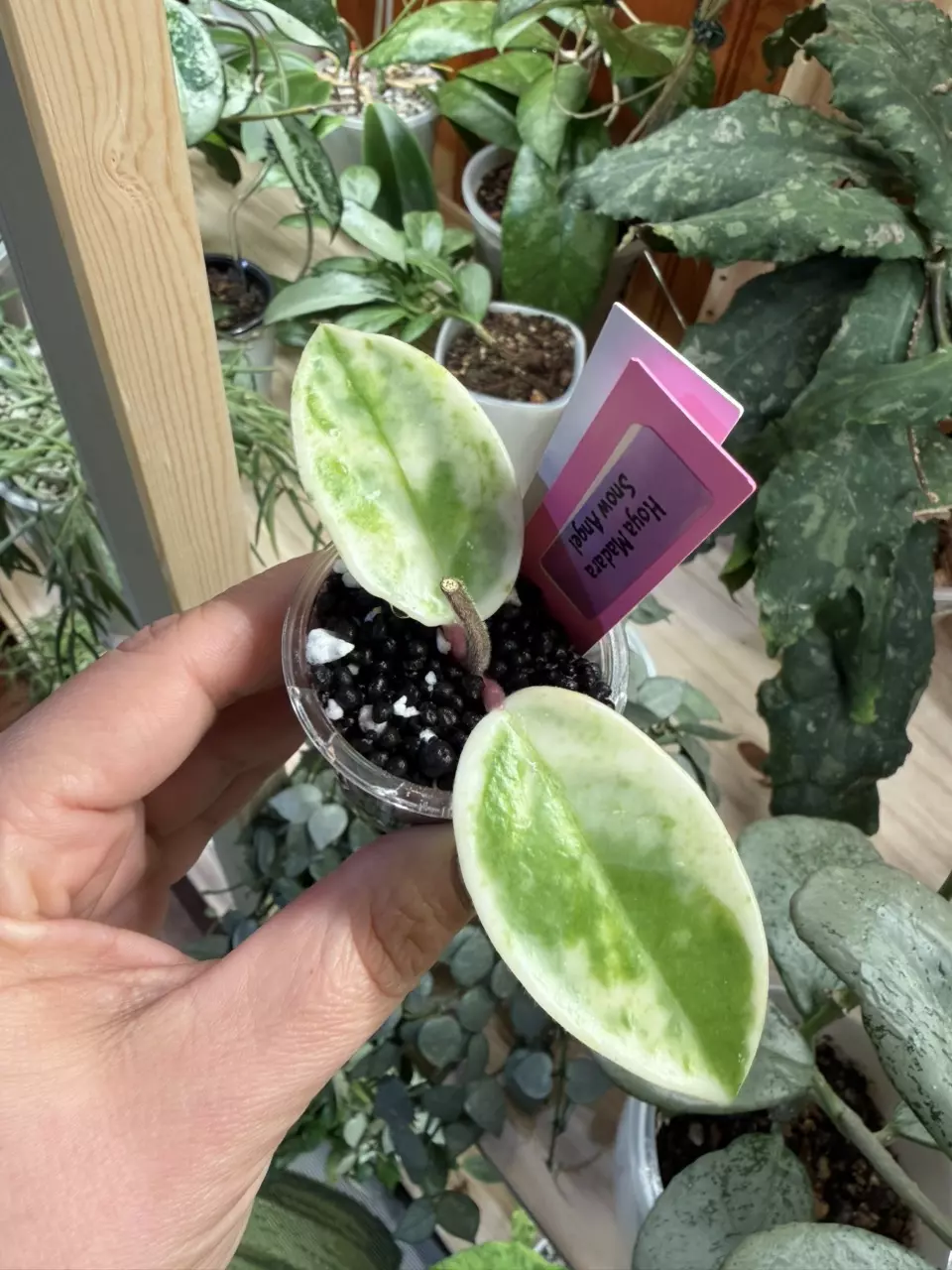 0302 Hoya Madara snow angel thumbnail