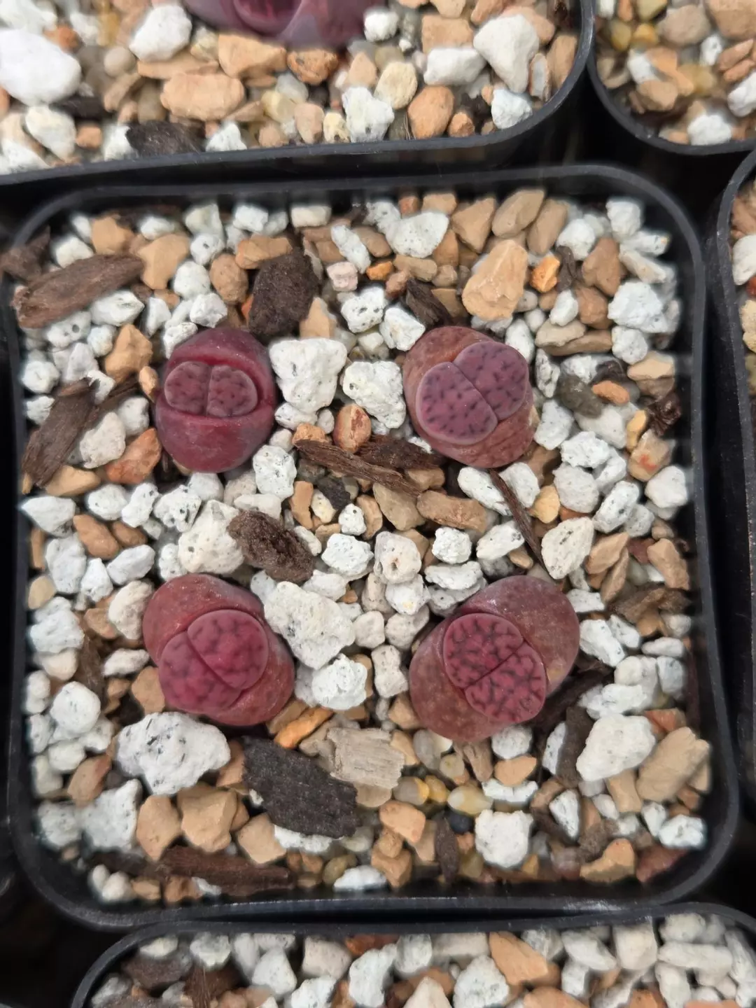 Lithops karasmontana 'Eberlanzii' 4 plants thumbnail