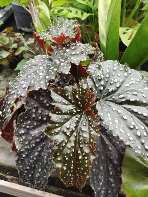 Begonia Miss Mummy 👀 thumbnail