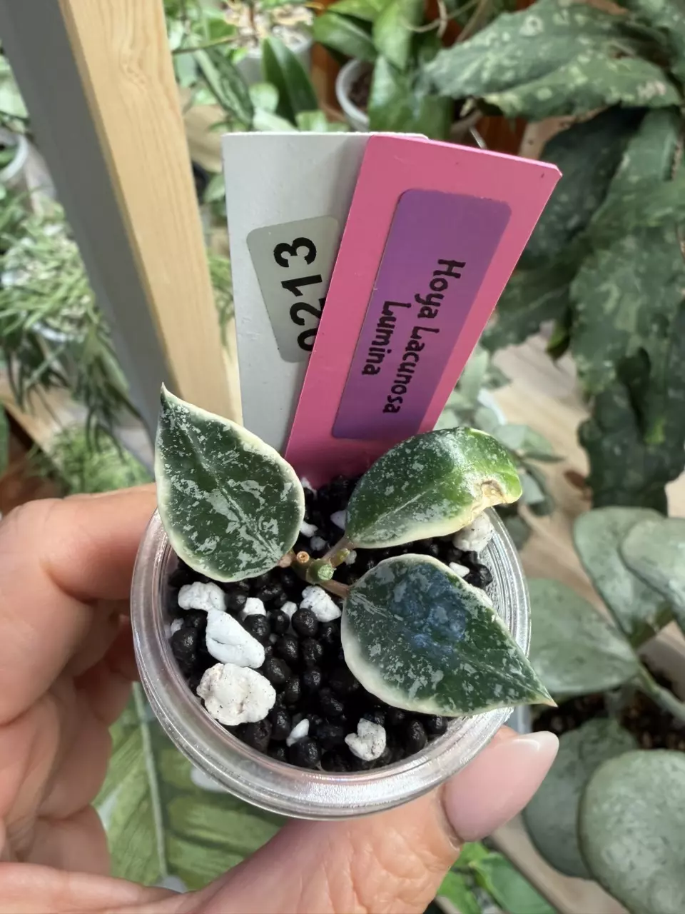 0213 Hoya Lacunosa Lumina 🦄 thumbnail