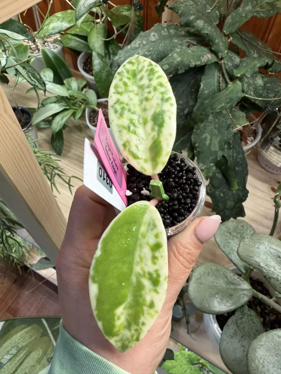 0310 Hoya Madara snow angel thumbnail