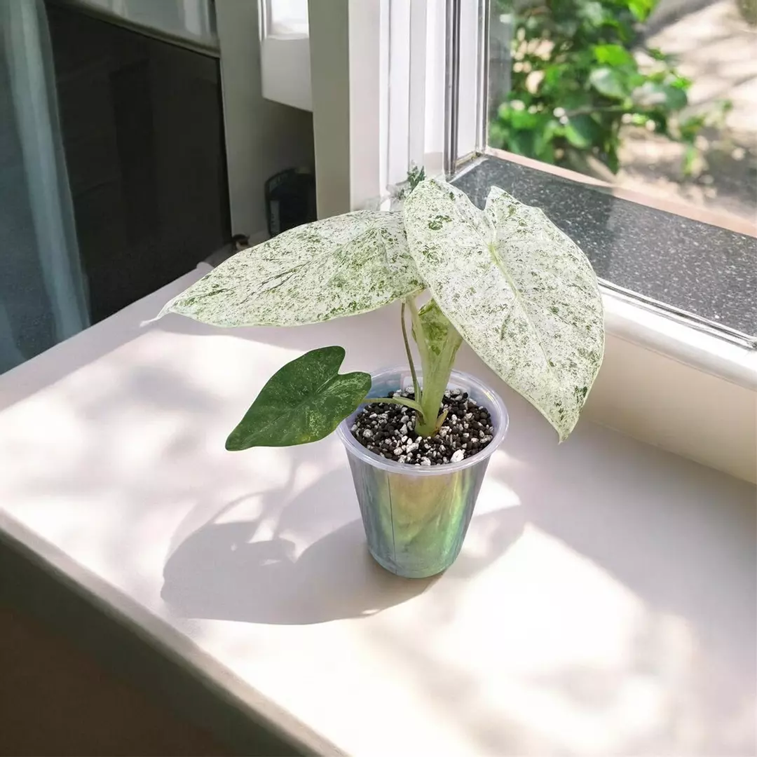 Alocasia Blizzard 3in thumbnail