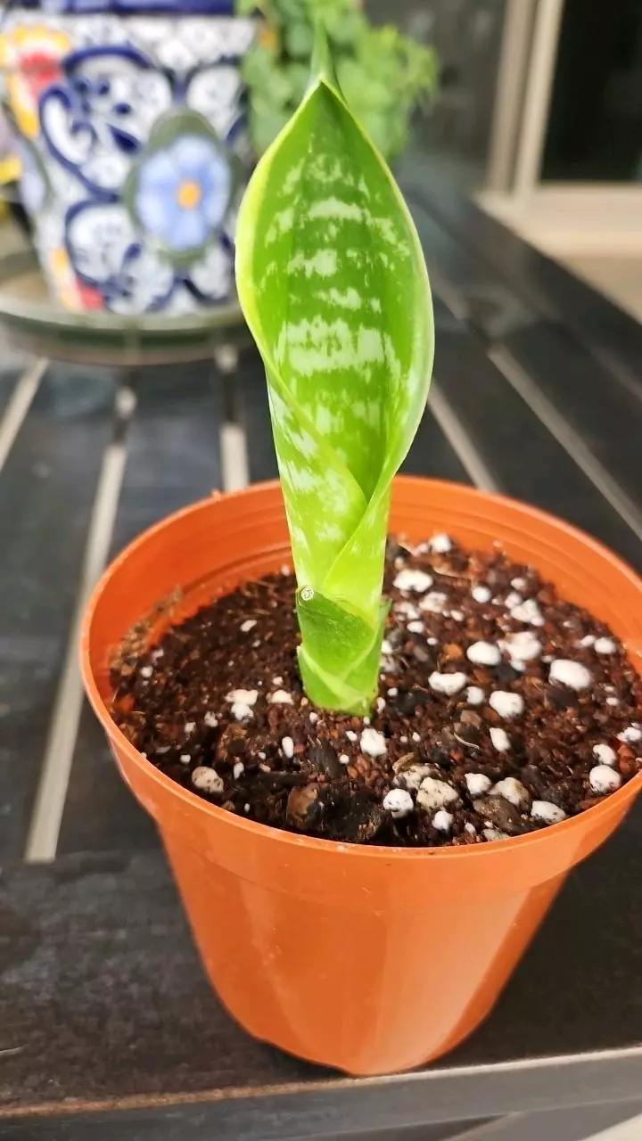 Snake plant aka MIL's tongue thumbnail