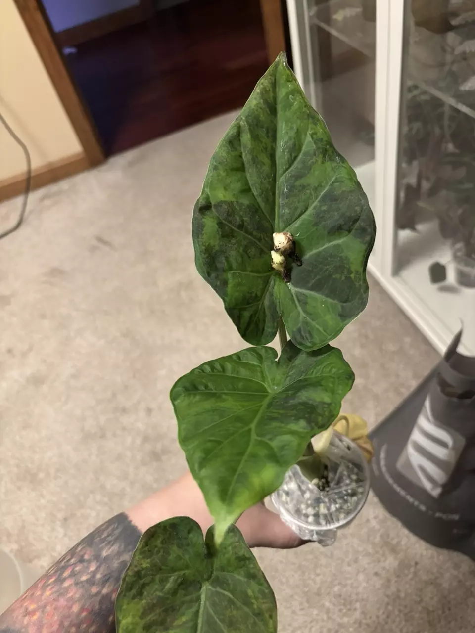 Chunky regal shield green on green corm thumbnail