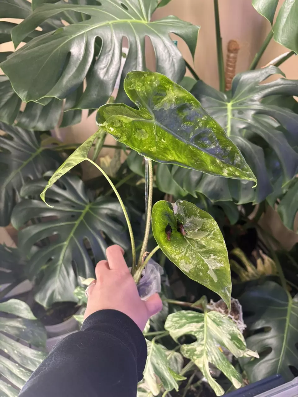 Longiloba Albo corm thumbnail