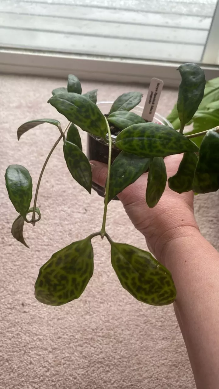 Hoya Black Pagoda Lipstick thumbnail