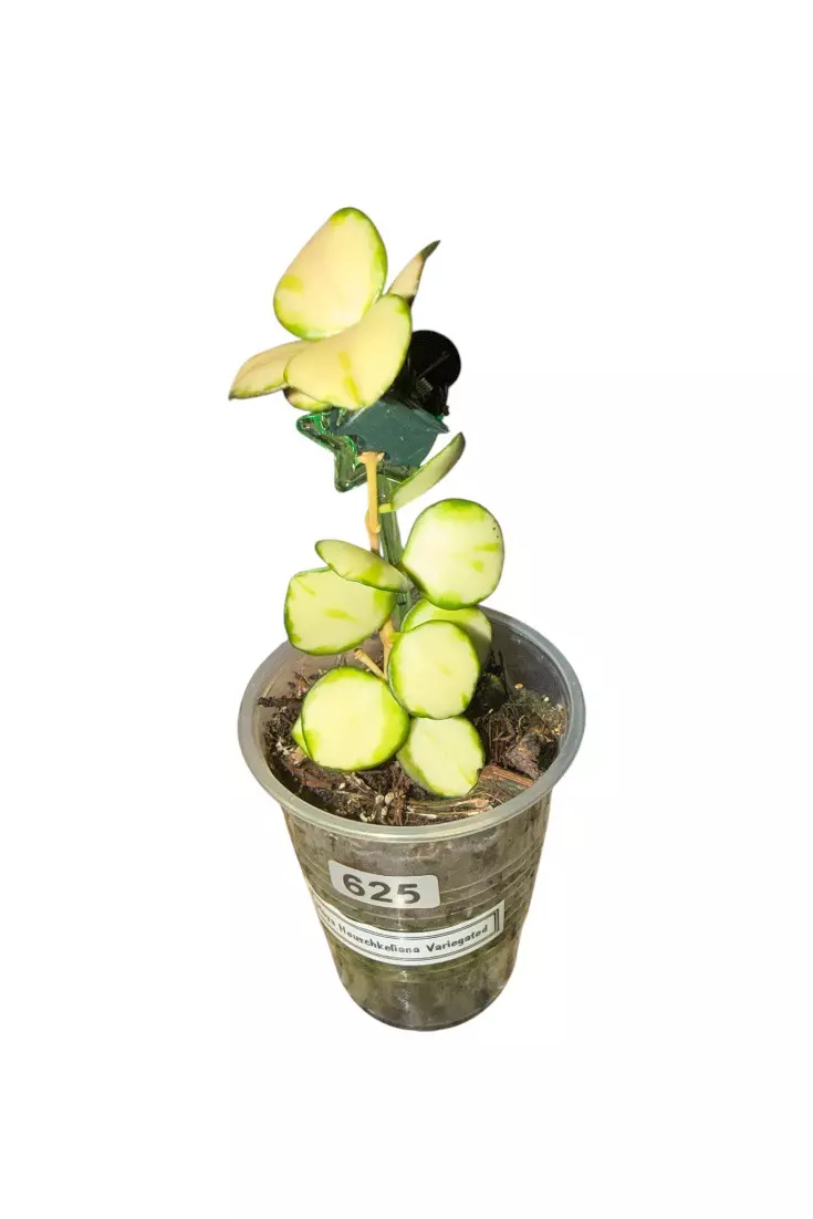 Hoya Heuschkeliana Variegated #625 thumbnail