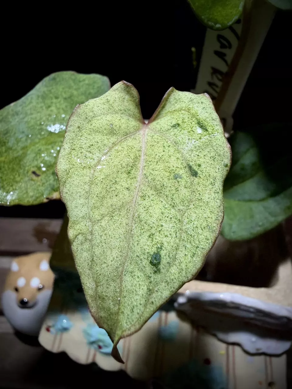 Var RVDP Pink Veined 0531 Y thumbnail