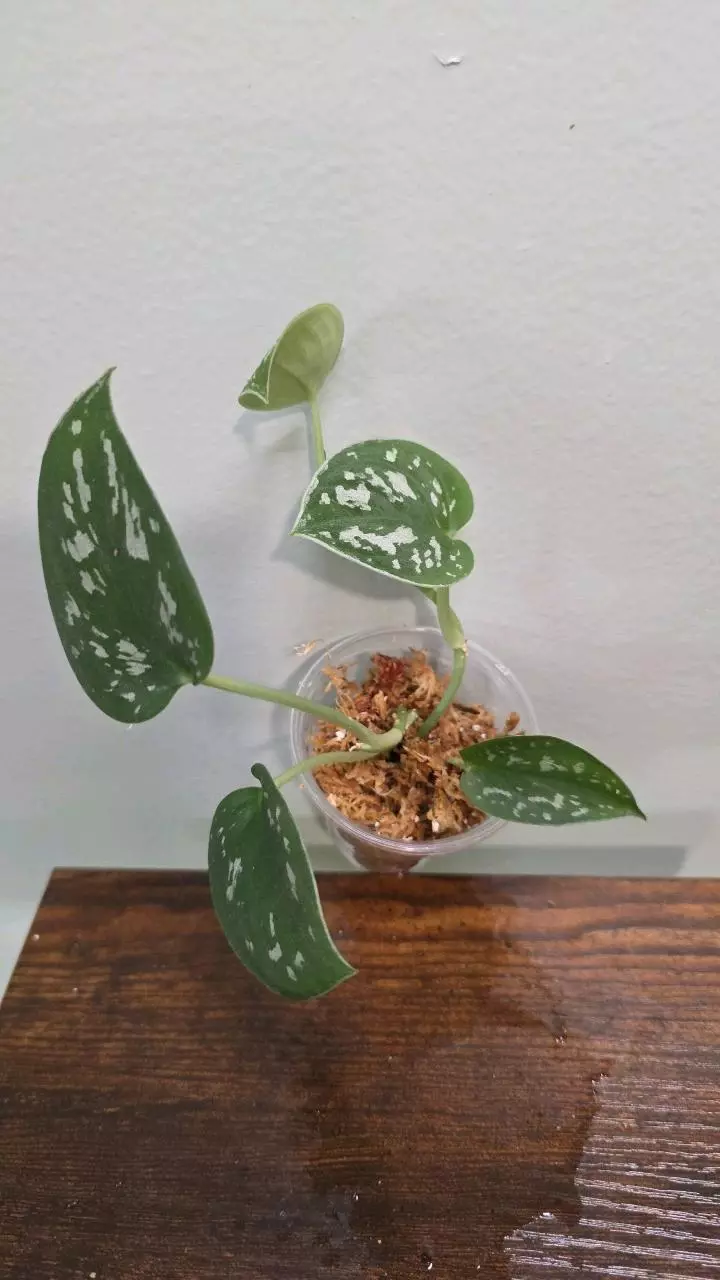 Scindapsus Argyraeus 455 thumbnail