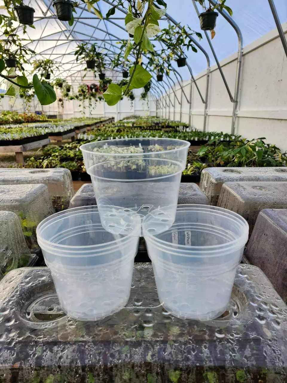 6in Clear Nursery Pots (10 pots) thumbnail