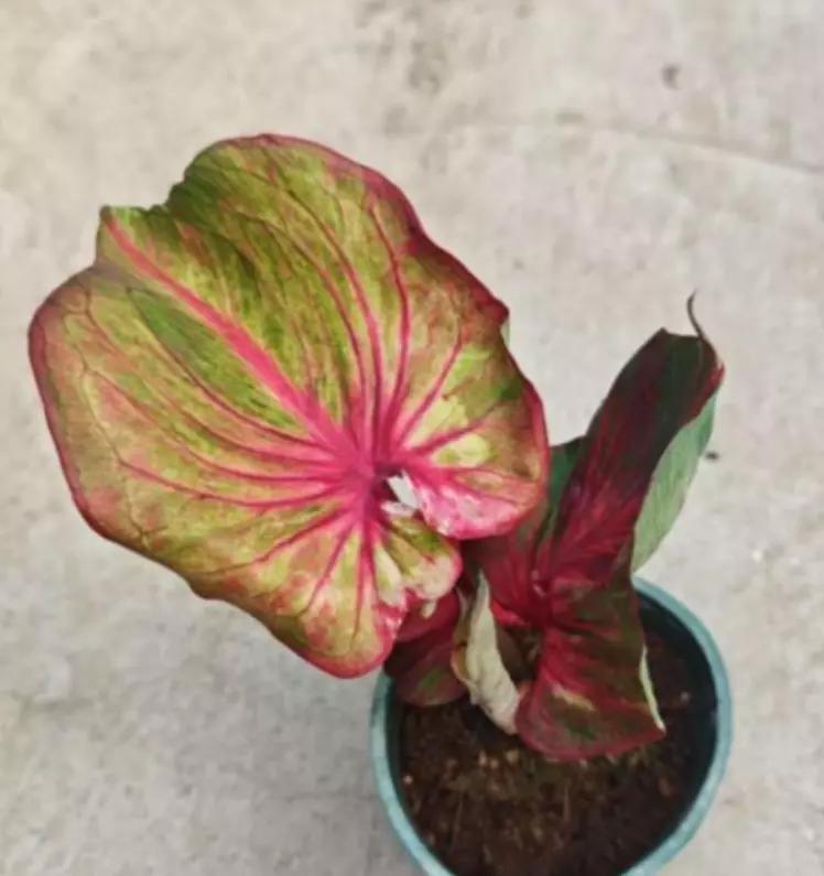 Caladium seven color stone tissue culture growers choice thumbnail