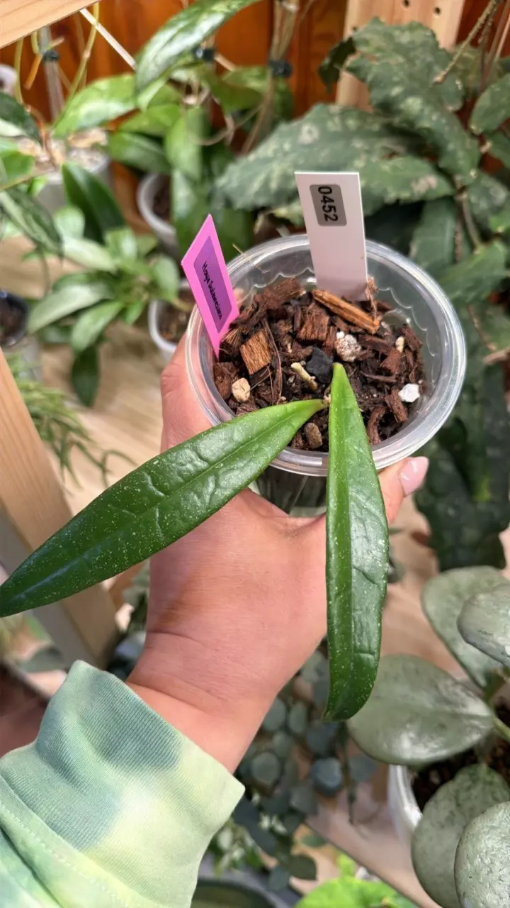 0452 Hoya Sulawesiana thumbnail