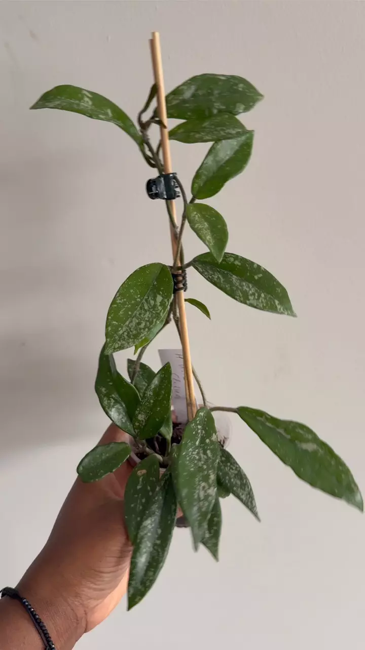 Hoya Wilbur Graves thumbnail