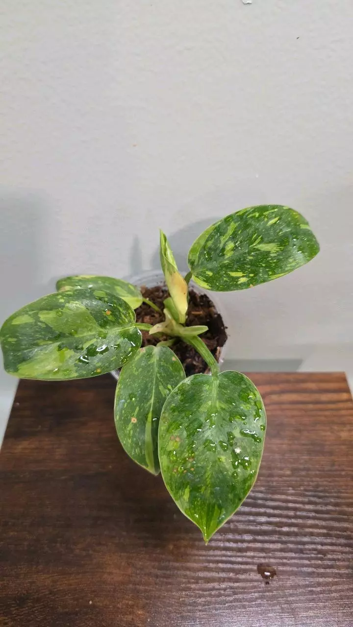 Philodendron Green Congo Nuclear 456 thumbnail