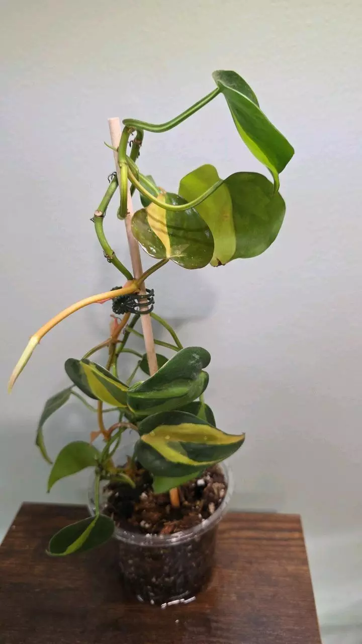 Philodendron Brasil Sp. 455 thumbnail