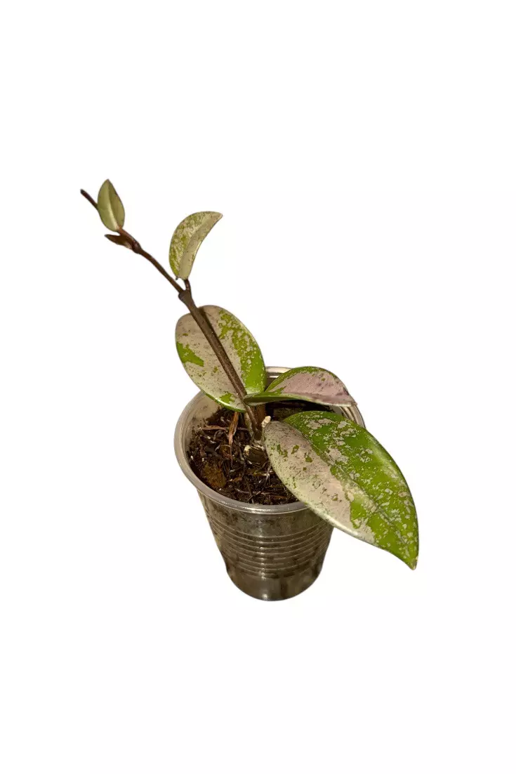 Hoya Carnosa ‘Wilbur Graves’ #633 thumbnail