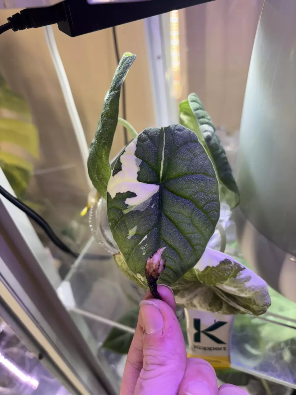 Melo Albo corm thumbnail