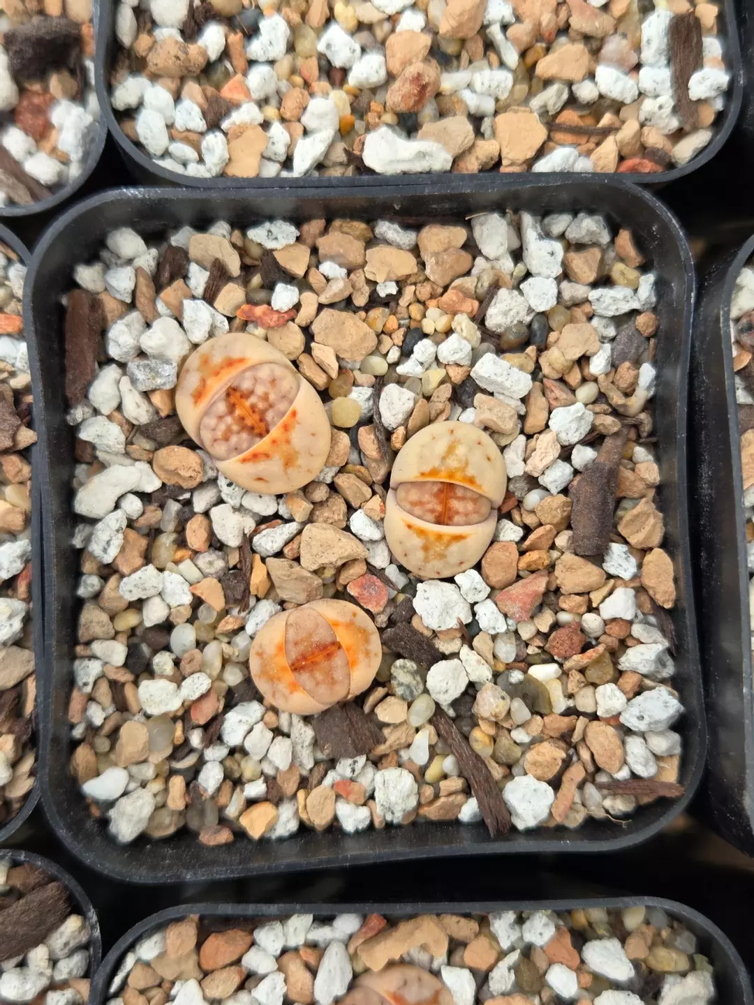 Lithops C183A 3 plants thumbnail
