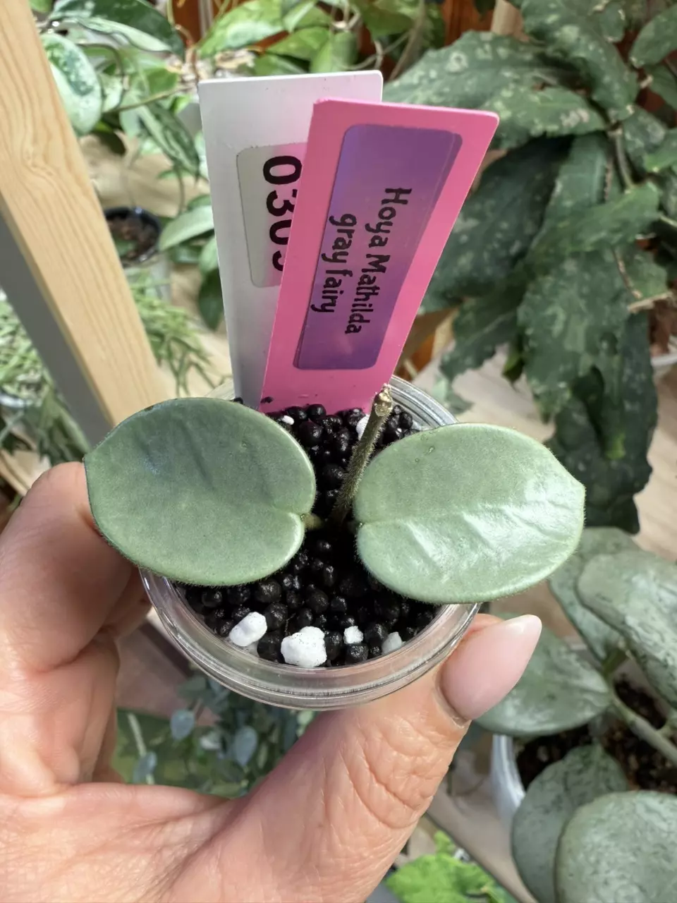 0309 Hoya Gray Fairy 🧚‍♂️ thumbnail