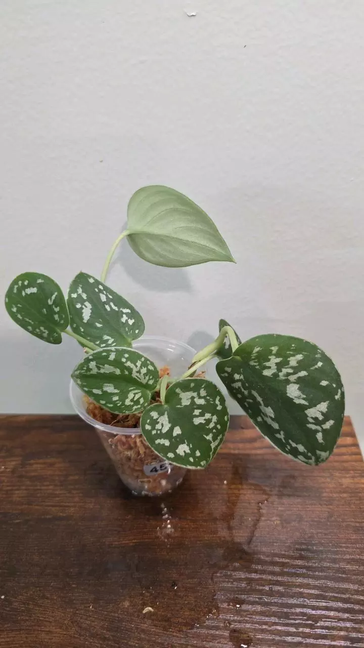 Scindapsus Argyraeus 454 thumbnail