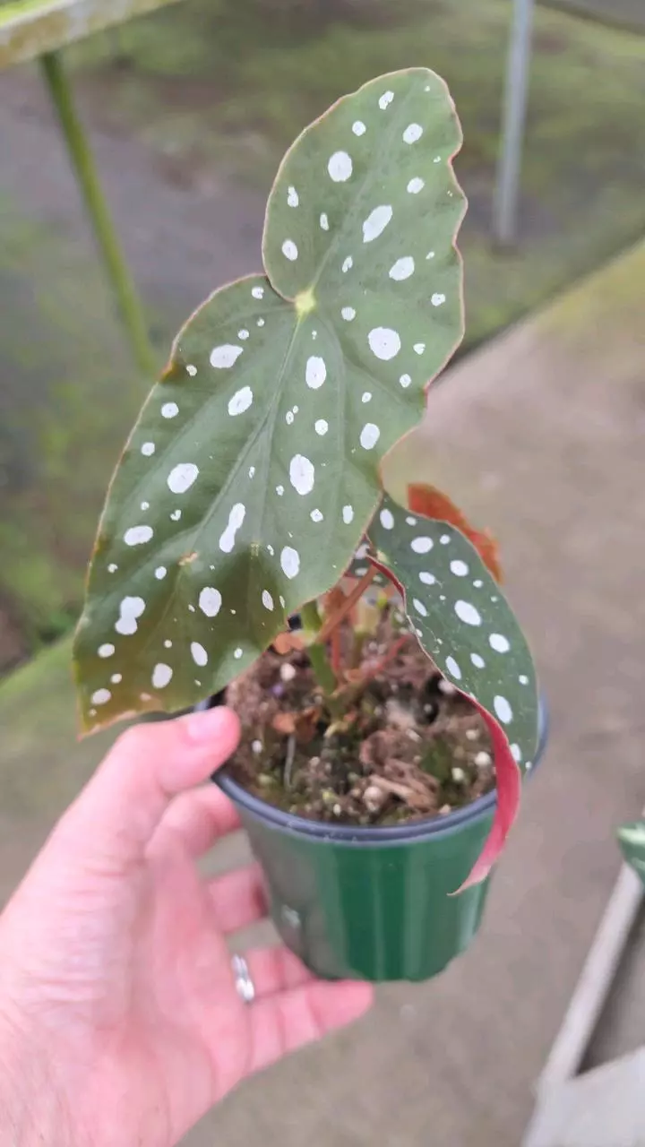4in Begonia maculata GC thumbnail