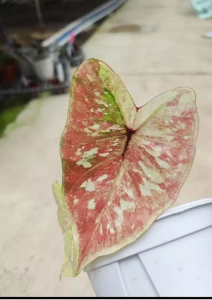 Caladium gilded stone tissue culture growers choice thumbnail