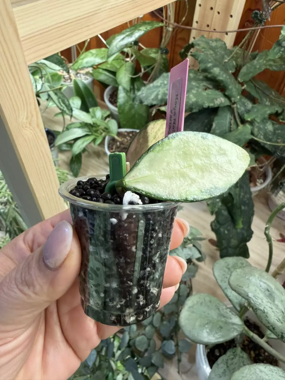 0244 Hoya Nabawensis Variegated thumbnail