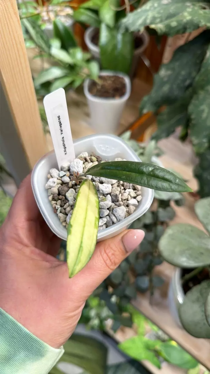 0433 Hoya Rigidifolia variegated thumbnail