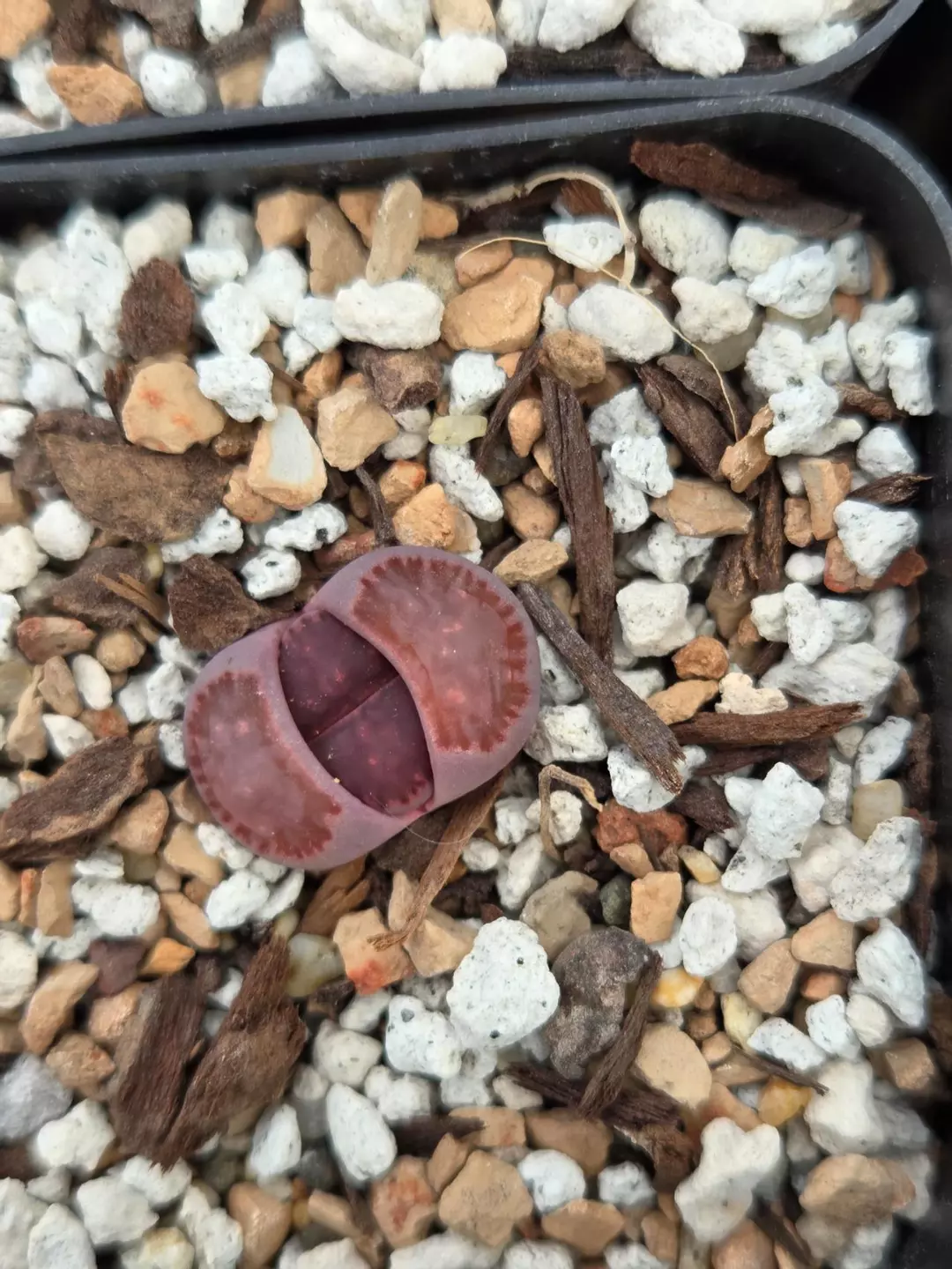 Lithops 'Purple Kiku' 1 plant thumbnail