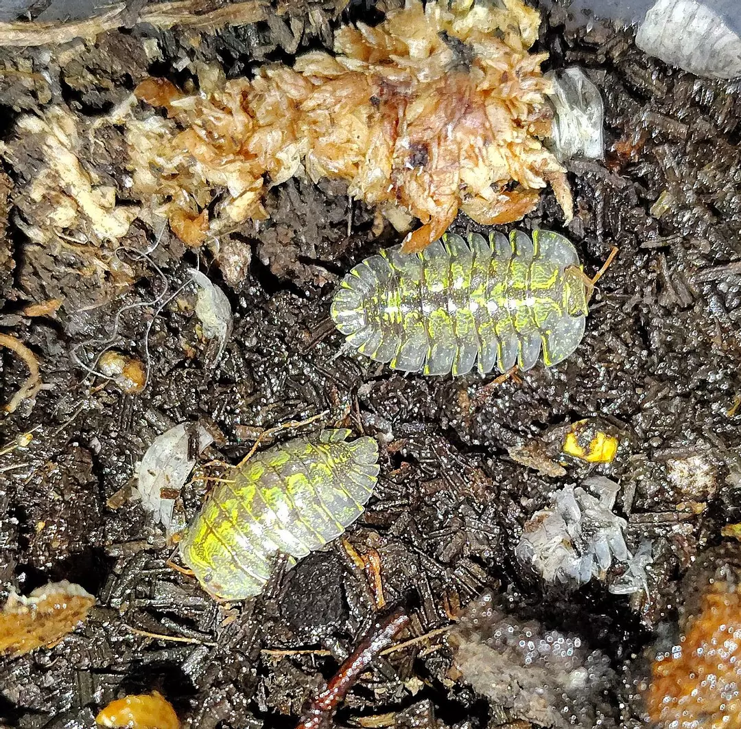 6x Troglodillo sp. "Green Spot" thumbnail
