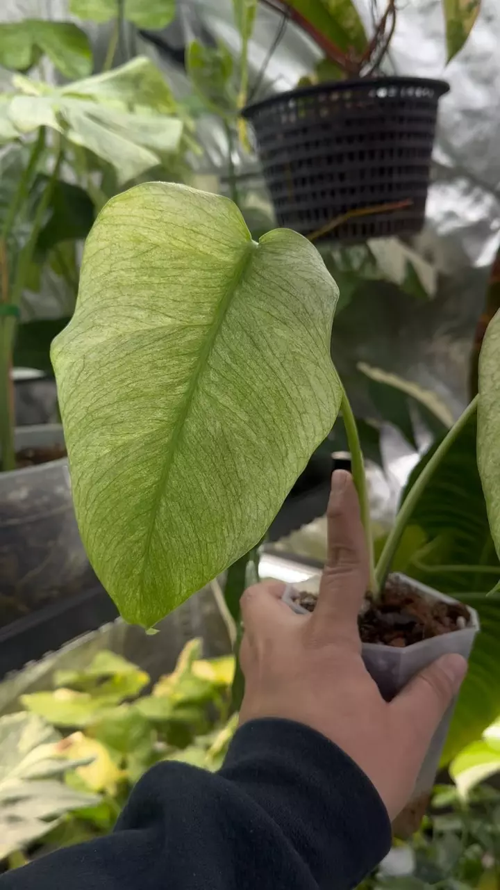 Monstera NOID Mint thumbnail