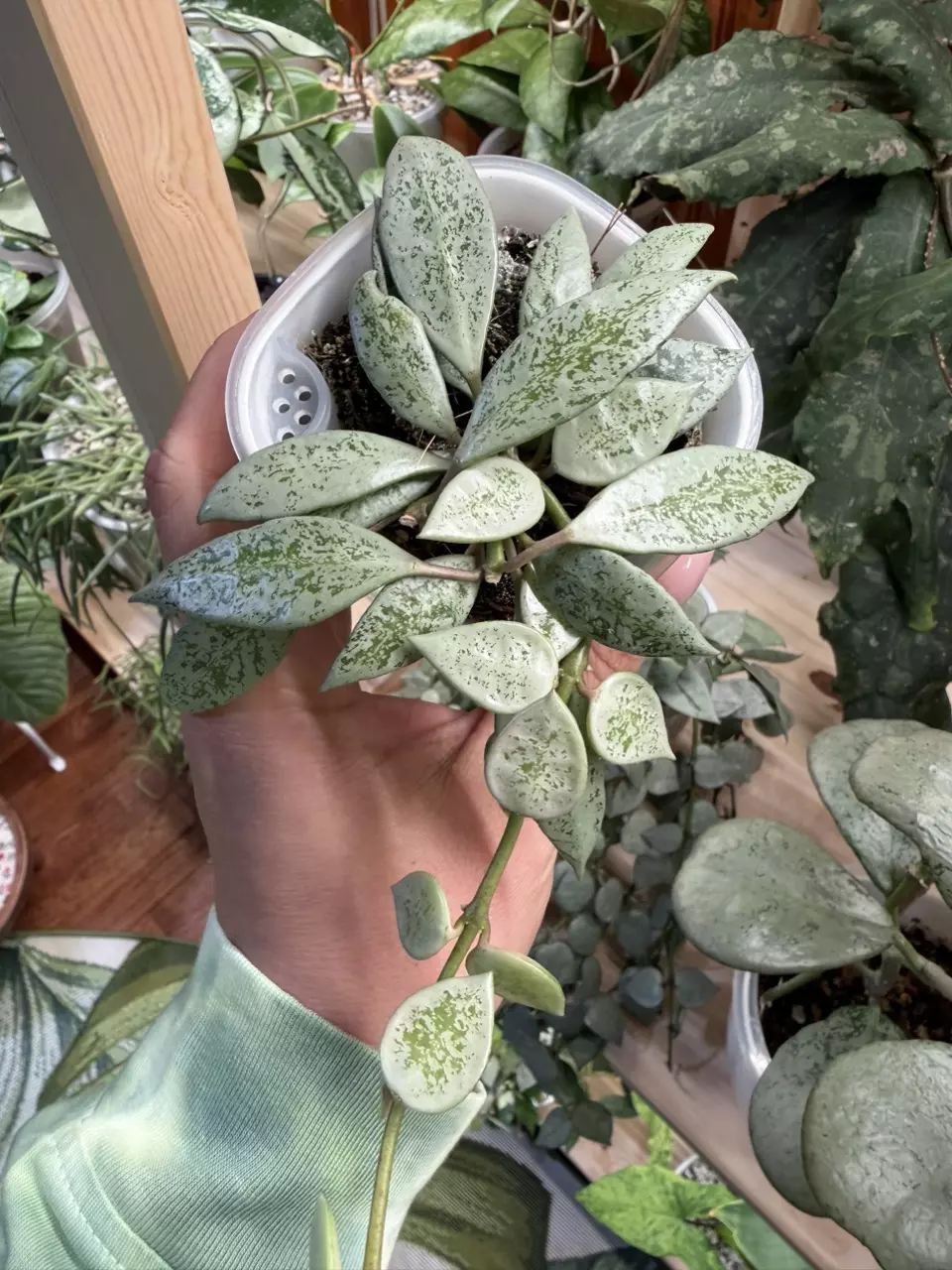 0454 Hoya Lacunosa Leopard skin thumbnail