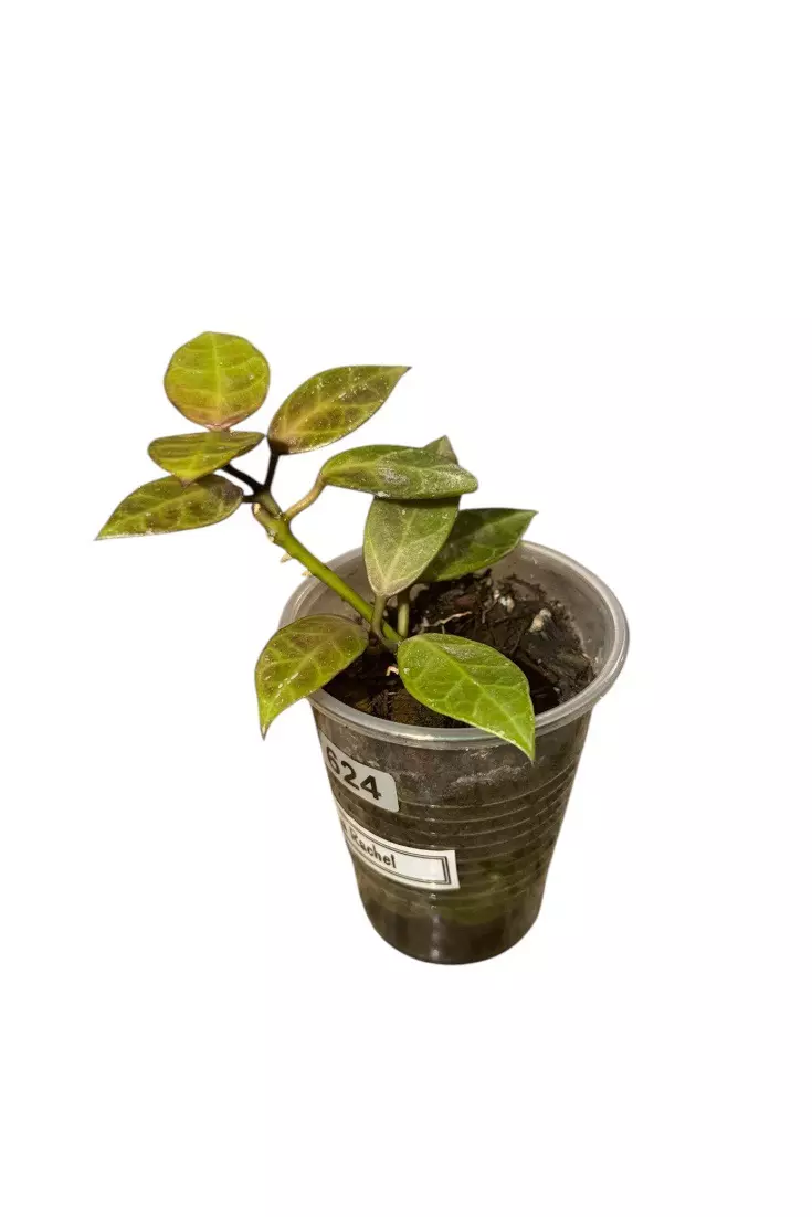 Sunstressing Hoya Rachel #624 thumbnail