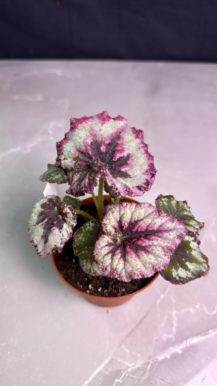 B601 Begonia Harmony's Strawberry Shortcake thumbnail