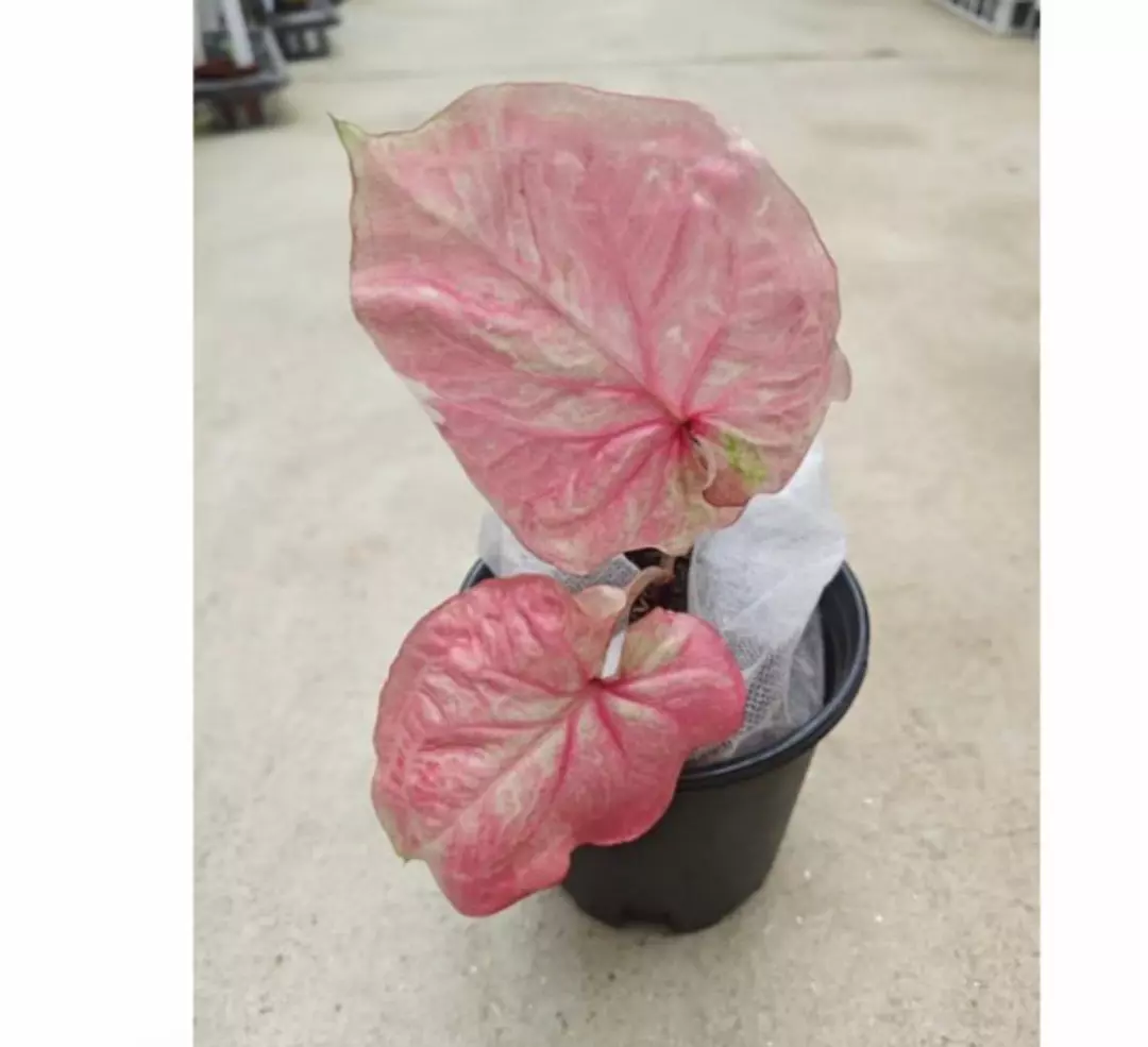 Caladium Pink Millionaire Tissue Culture Growers choice thumbnail