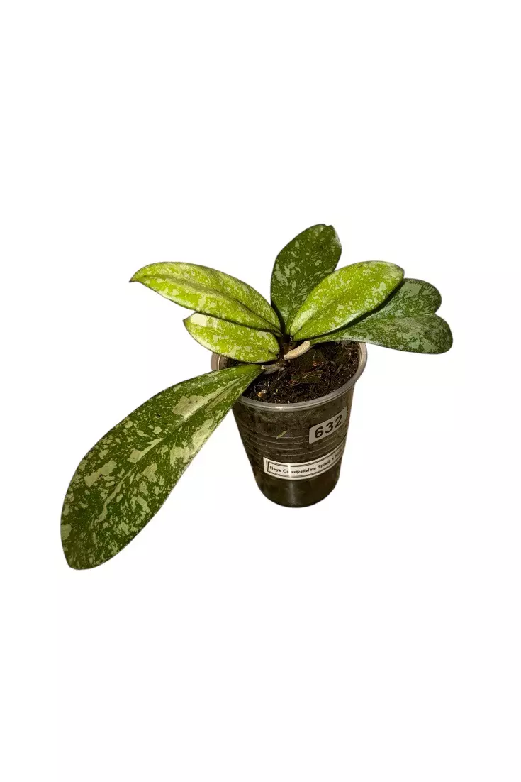 Hoya Crassipetiolata x Michele Splash #632 thumbnail