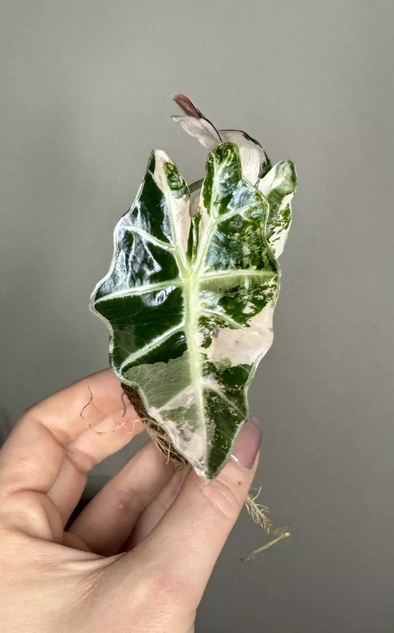 Alocasia Amazonica Pink Polly High Color thumbnail