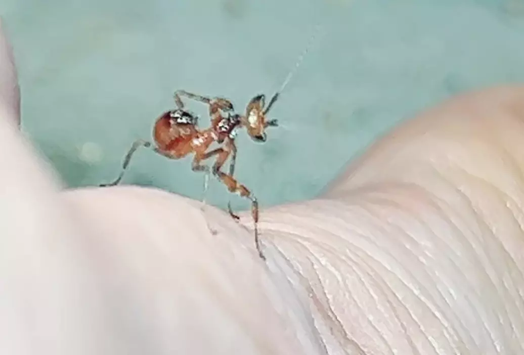 Apicalis flower thumbnail