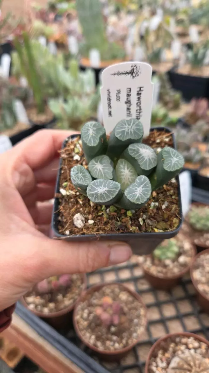 Haworthia 'Pluto' 2.5" thumbnail